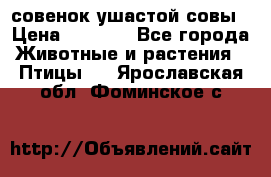 совенок ушастой совы › Цена ­ 5 000 - Все города Животные и растения » Птицы   . Ярославская обл.,Фоминское с.